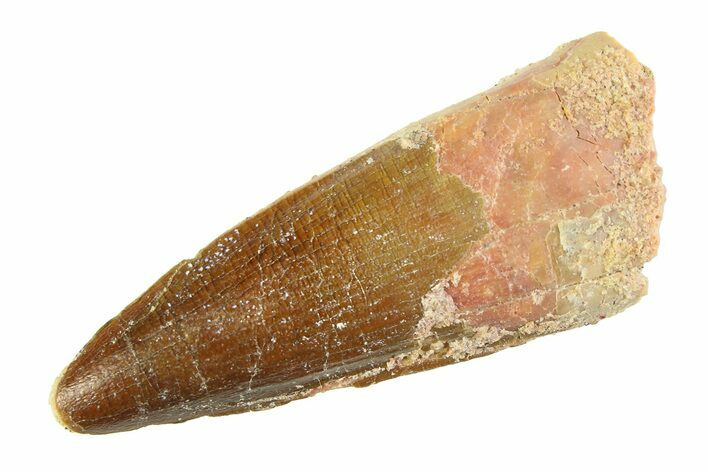 Fossil Spinosaurus Tooth - Real Dinosaur Tooth #354739